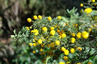 Acacia guinetii