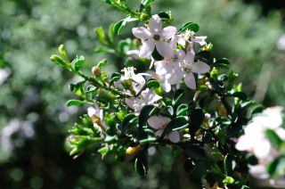 Philotheca verrucosa