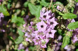 Thomasia purpurea x solanacea