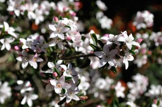 Philotheca verrucosa