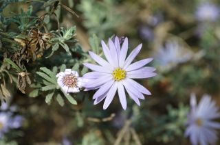 Olearia sp.