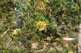 Grevillea 'Peaches and Cream'