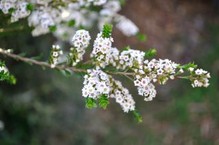 Thryptomene calycina
