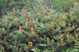 Banksia cunninghamii