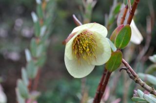 Pimelea physodes