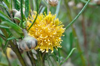 Diplolaena angustifolia, looking into the flower