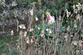 Pimelea physodes