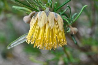 Diplolaena angustifolia