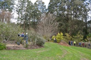 Large and small eucalypts