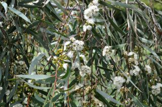 Eucalyptus sp.