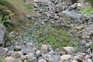 Small pond