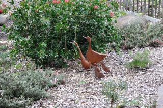 Ducks and Callistemon