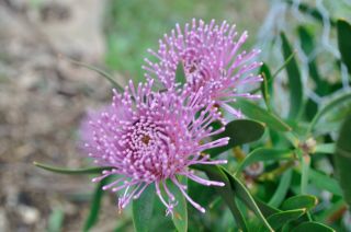 Isopogon cuneatus