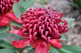 Telopea speciosissima x oreades