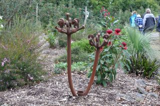 Waratahs and sculpture