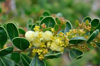 Acacia
