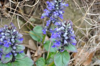 Ajuga australis