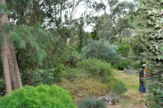 Track from the house with Chorilaena quercifolia on right, Allocasuarina cunninghamiana, Acacia covenyi (blue leaves)