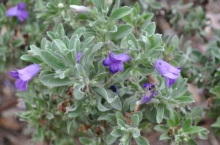 Eremophila hygrophana