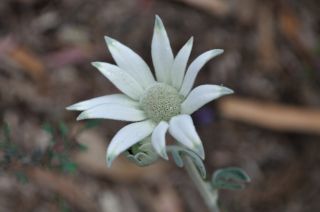 Actinotus helianthi