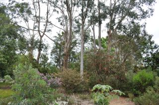 Montrose garden - Eucalyptus viminalis and Callistemon