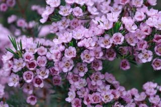 Verticordia x Chameleucium 'Paddy's Pink'