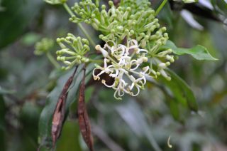 Stenocarpus salignus