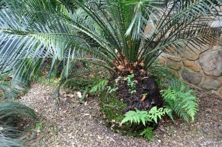 Seedlings growing on the base of the Macrozamia