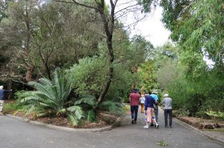 Macrozamias are big at Maranoa