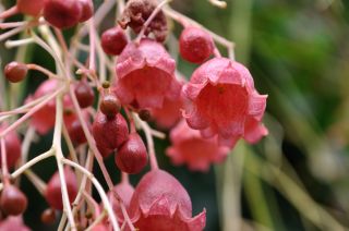 Brachychiton roseus