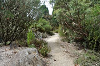 Calothamnus and prostrate banksias - Maranoa Gardens