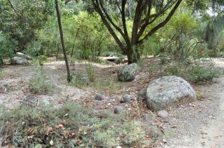Dry creek bed with Melaleuca lateritia