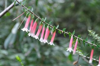 Epacris longiflora