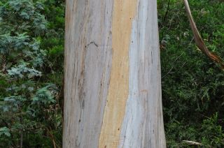 Eucalyptus maidenii