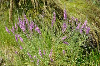 Lythrum salicaria
