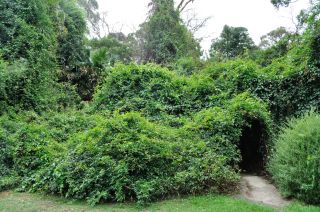 Entry to rainforest garden under the creepers - Maranoa Gardens