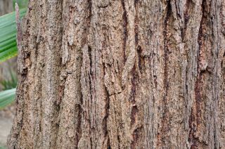 Eucalyptus sideroxylon - Red Ironbark