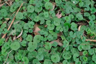 Dichondra repens