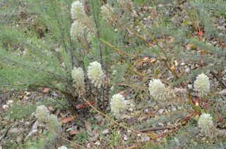 Ptilotus sp.