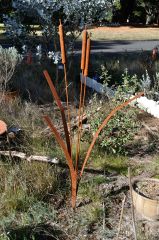 Typha sculpture