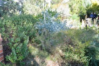 Acacia "Stirling Silver" with Correa