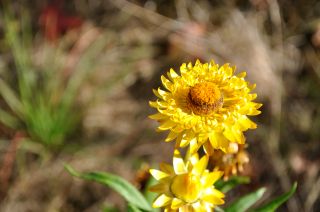 Xerochrysum bracteatum, Maranoa Garden