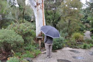 The Inevitable Rain - The Basin
