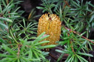 Banksia spinulosa "Birthday Candles"