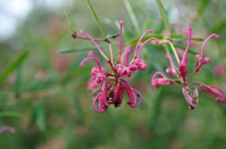 Grevillea sp.