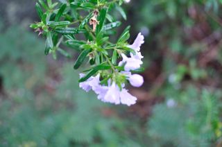 Westringia sp.