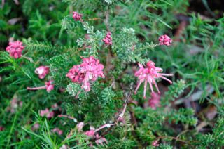 Grevillea lanigera