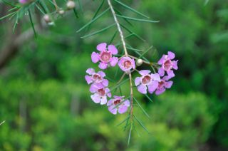 Chamelaucium uncinatum