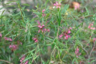 Grevillea sp.