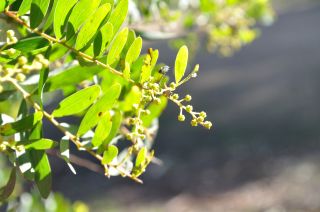 APS FJC Rogers Conference - Acacia sp. at Langwarrin